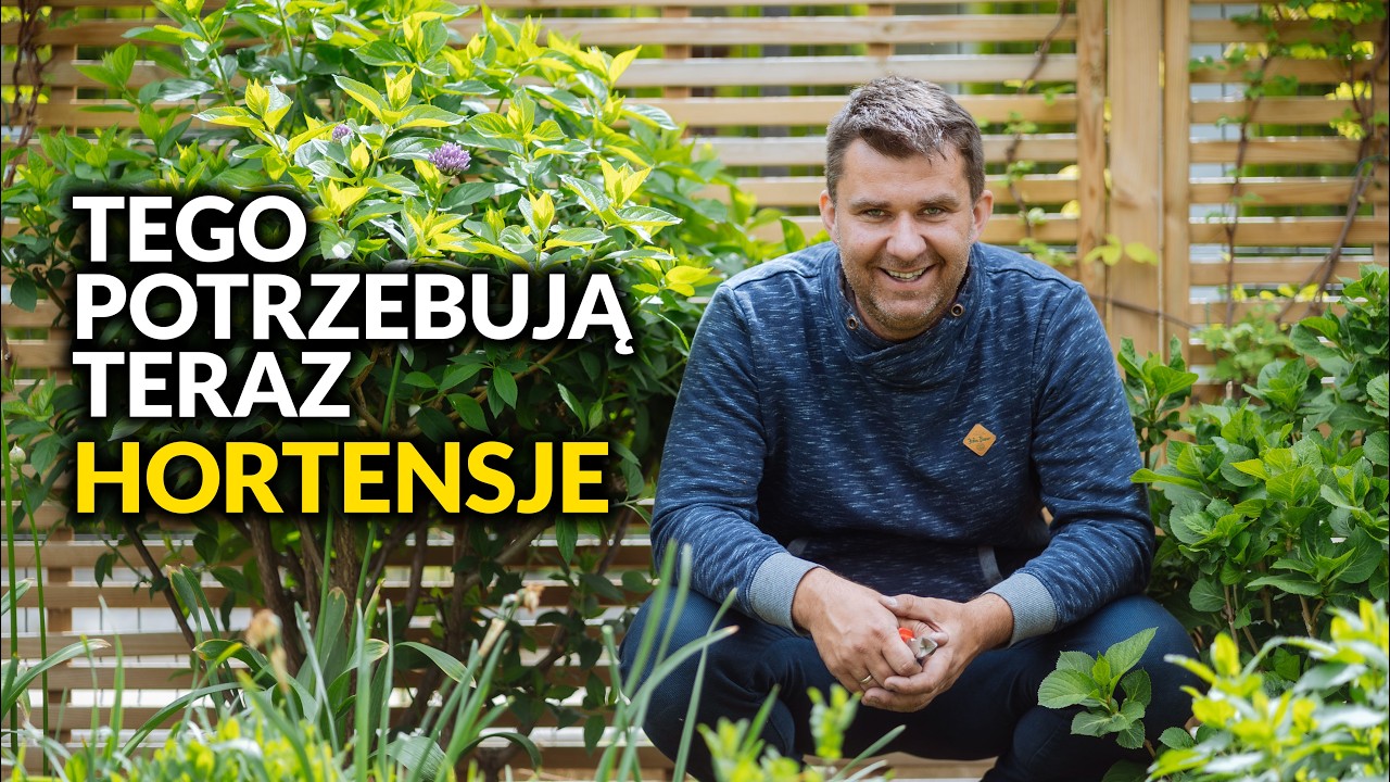 Chcesz, żeby hortensje zachwycały? Zrób to, zanim będzie za późno!