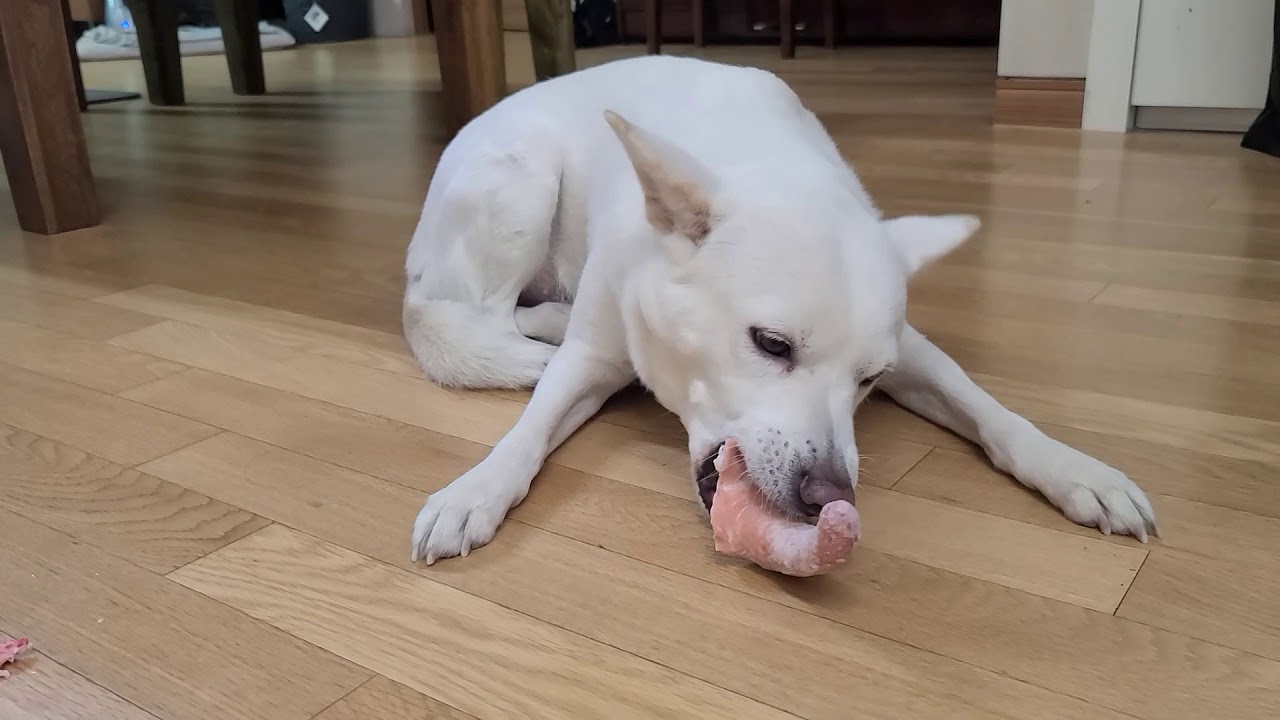 진도 진돗개 강아지 생식 양 생뼈 생돼지꼬리 먹방 jindo dog eating raw lamb flat and pork tail