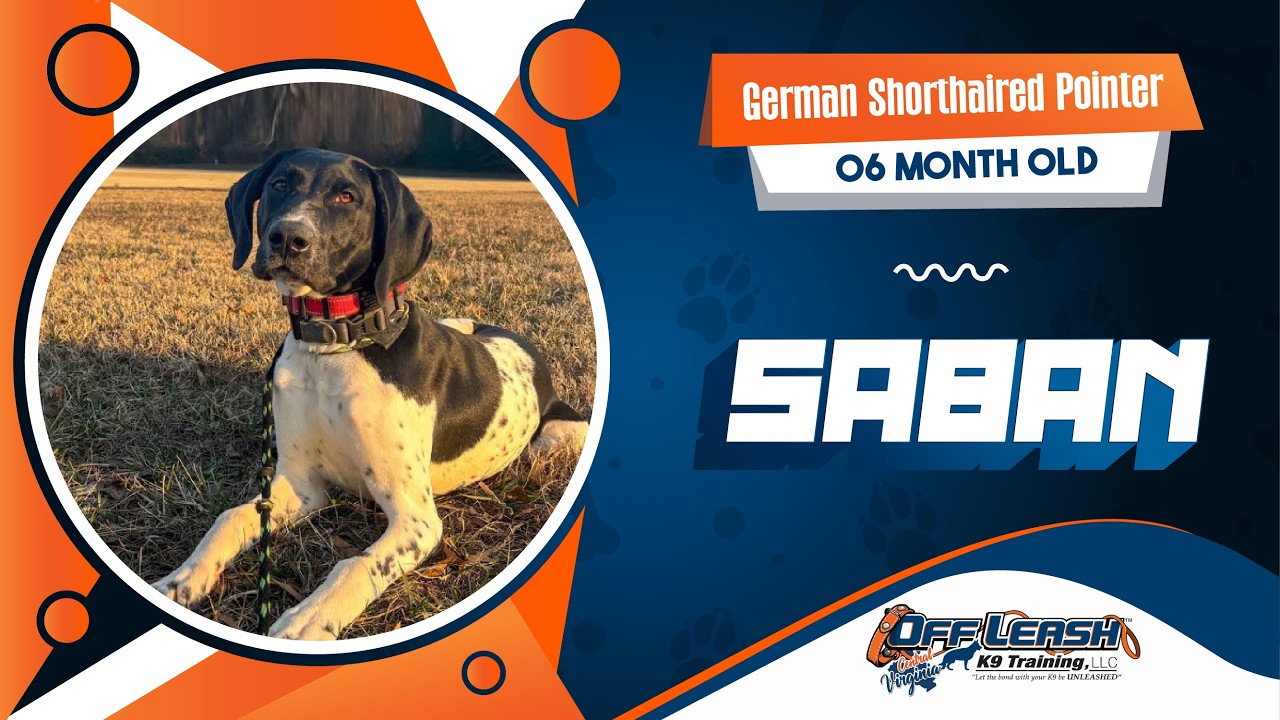 German Shorthaired Pointer || 6 months old || Saban || Best Dog Trainers in VA