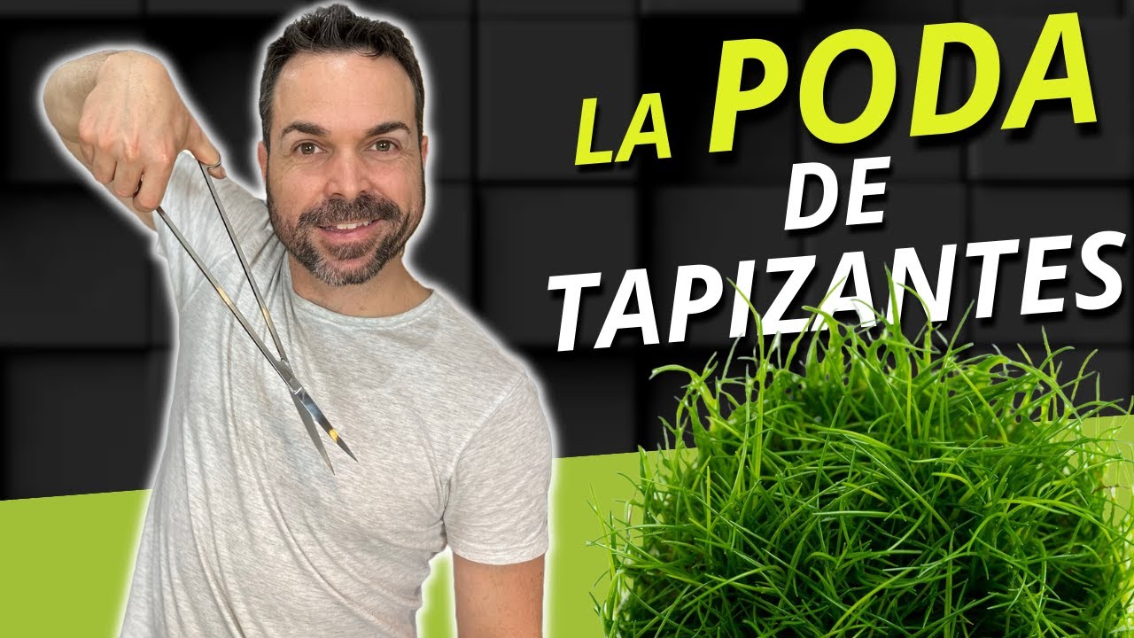 Poda de plantas tapizantes en el acuario plantado