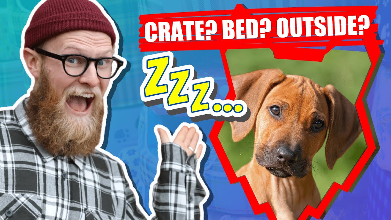 Where Should My RIDGEBACK PUPPY Sleep?