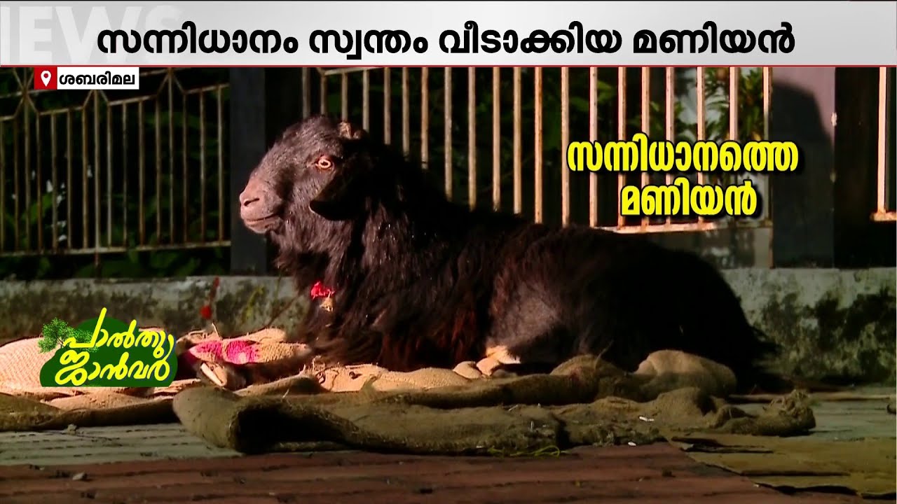 മണിയന് കൂട്ടായി അയ്യപ്പനുണ്ടല്ലോ...സന്നിധാനം സ്വന്തം വീടാക്കിയ 'മണിയൻ'