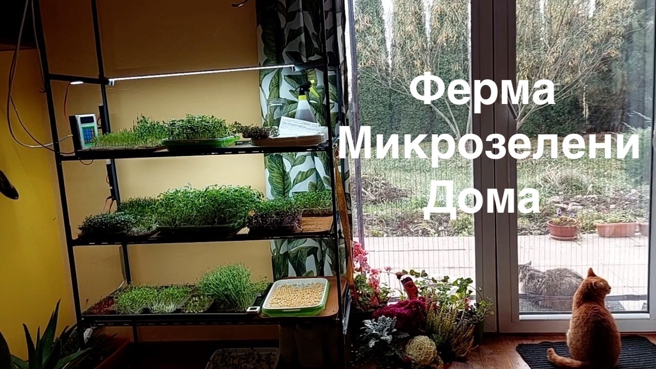 Микрозелень на Дому Реально Работает ?
