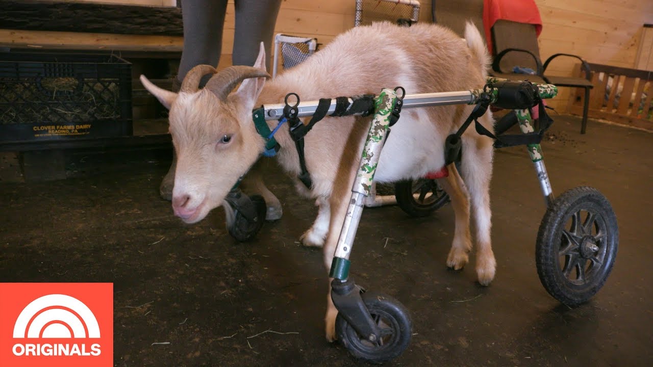 Goats Of Anarchy: Inside The Animal Sanctuary For Special Needs Goats | TODAY Original