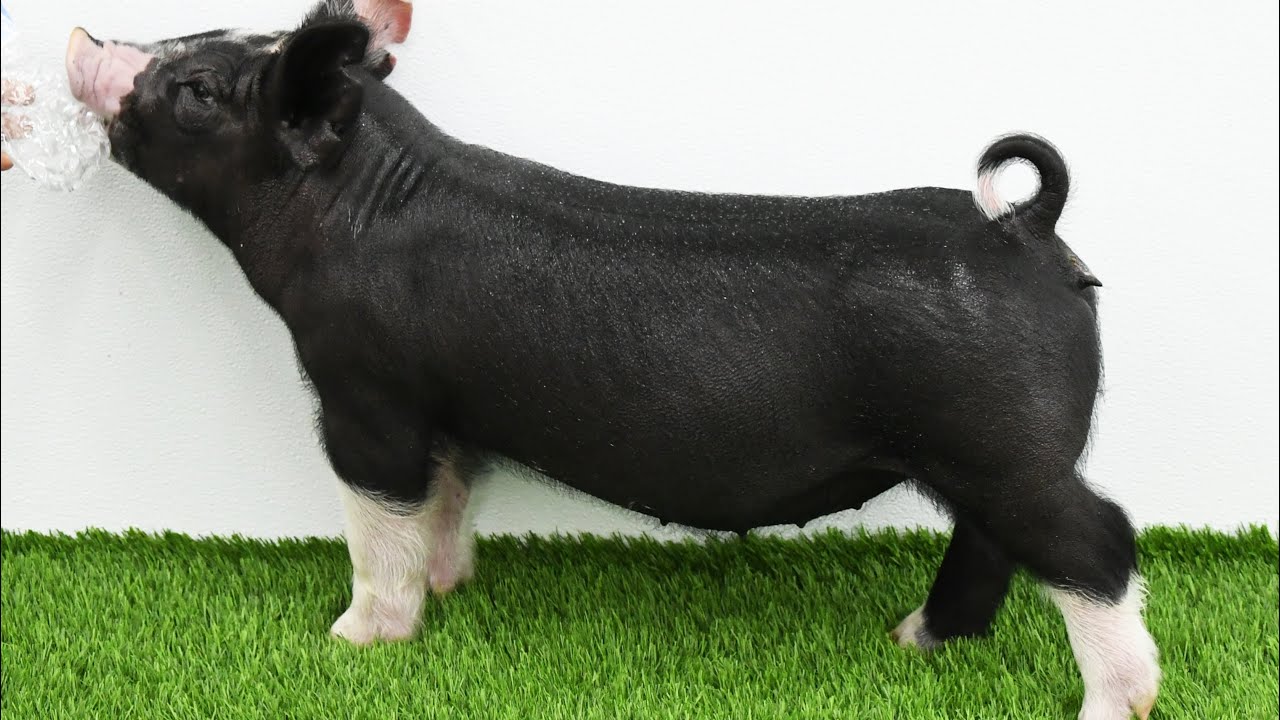 Lane Show Pigs | Spring 2026 | 10-4 Berkshire Gilt | Power Female Entry 