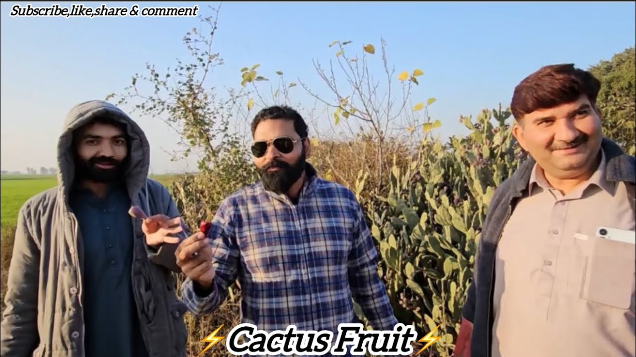 Cactus Fruit||Prickly Pears||Thor chitar|| @TravelTalesByZQ 