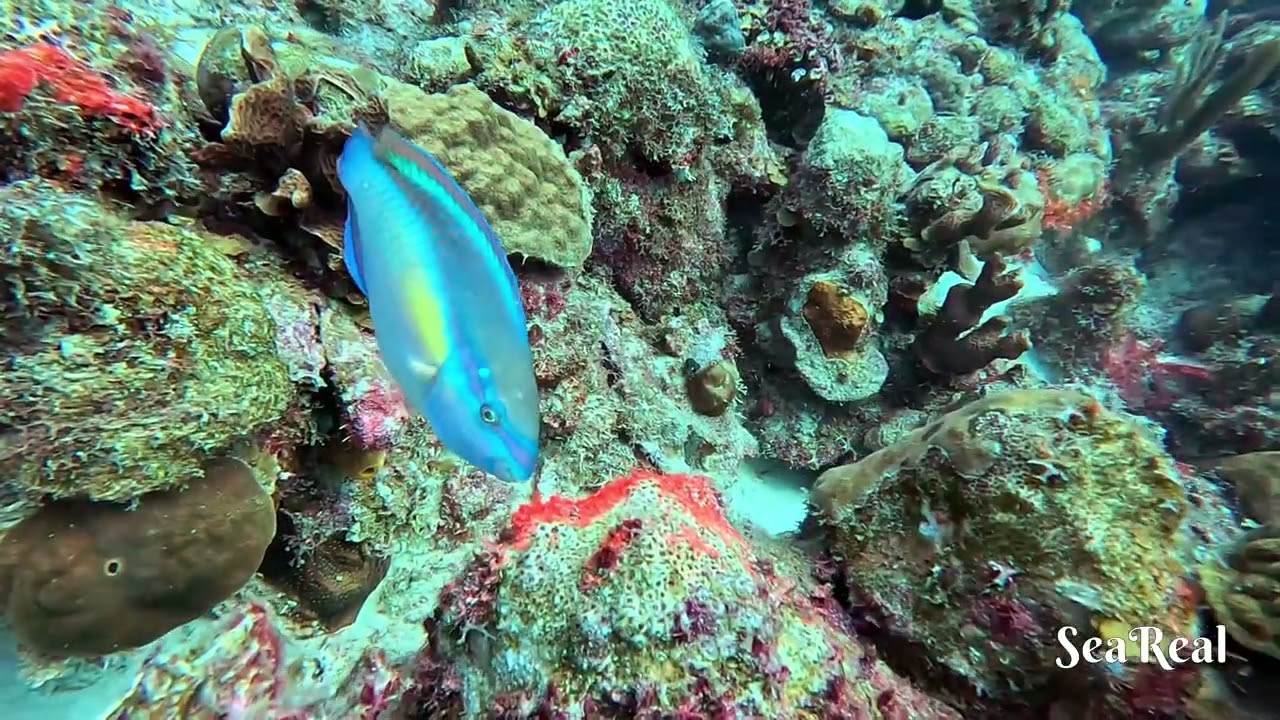 Dive Site: Andrea II - Bonaire