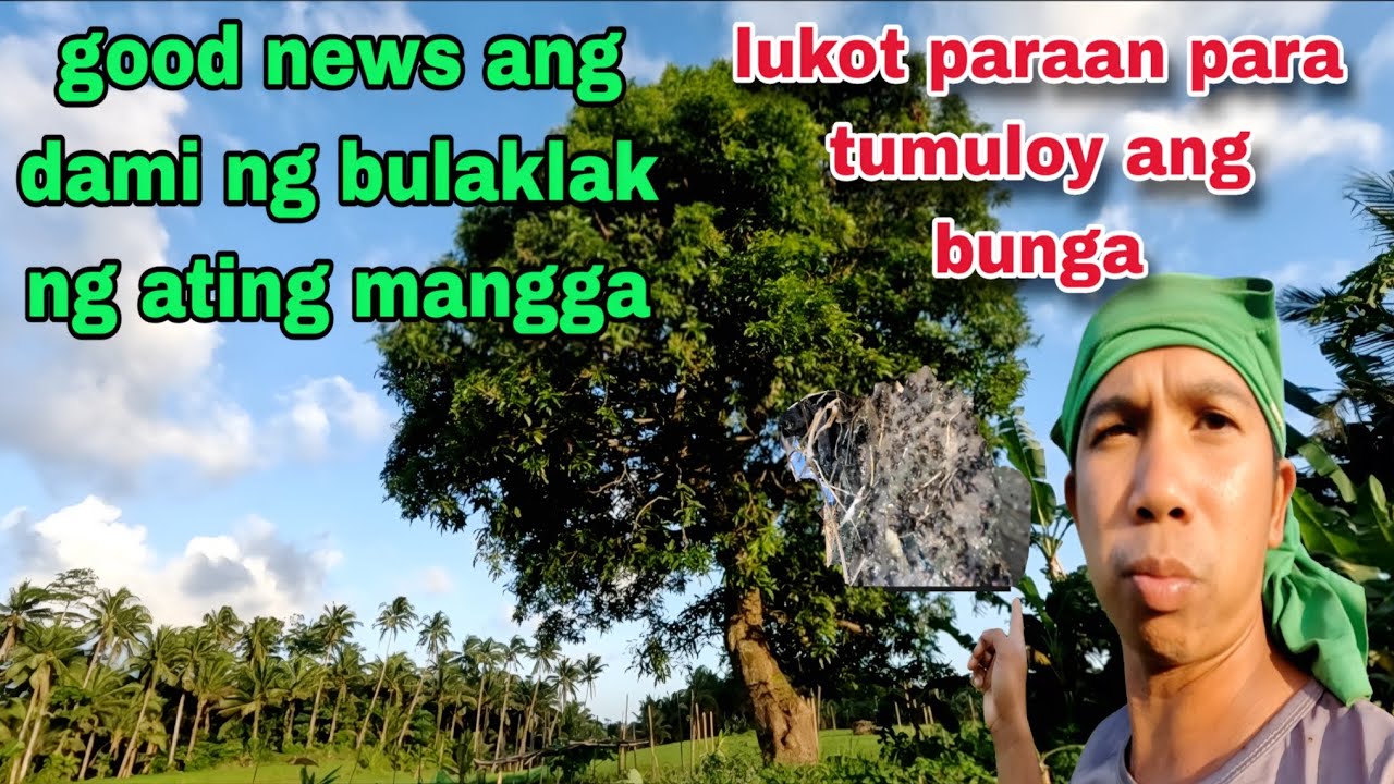 PARAAN para tumuloy ang Maraming bunga ng mangga