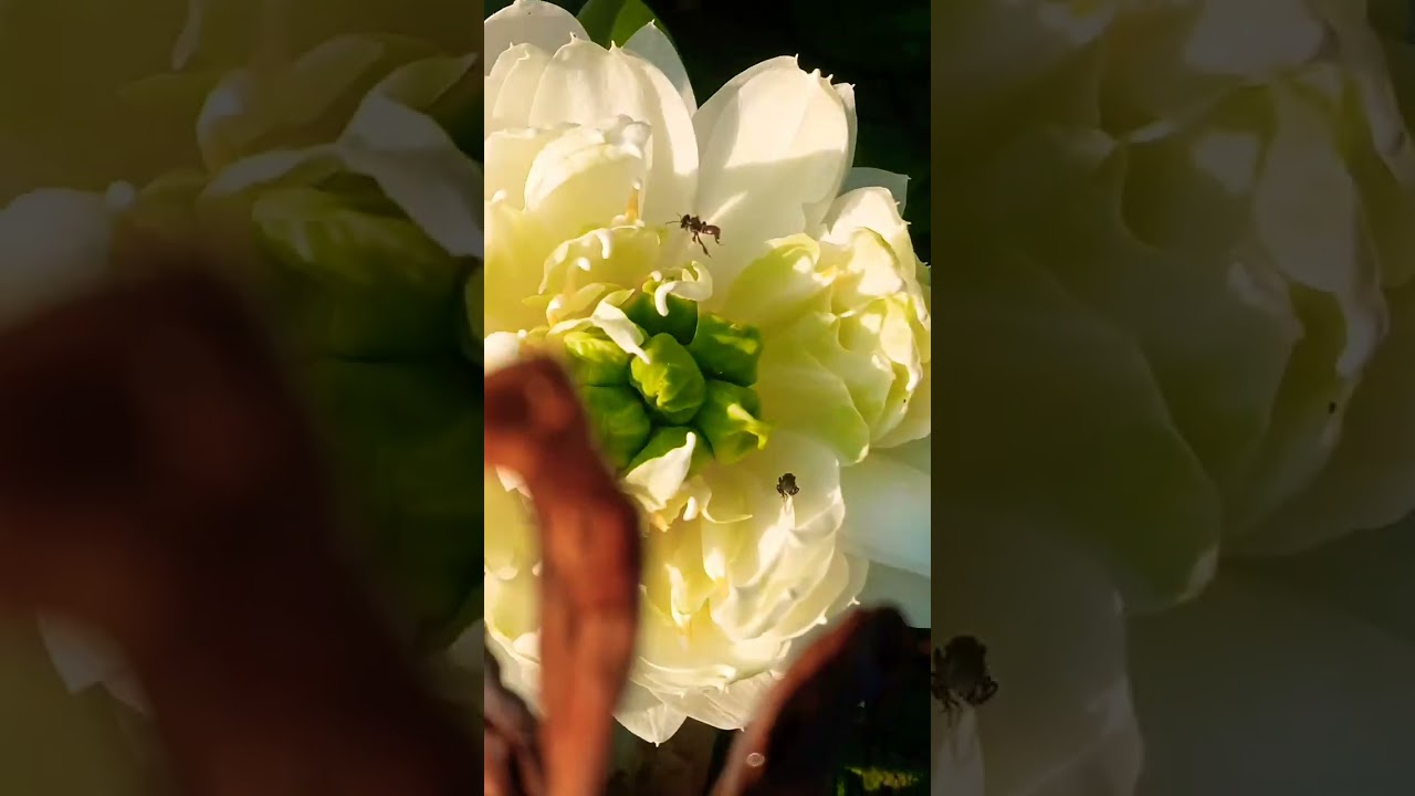 aw7 white lotus flower 💥🥰