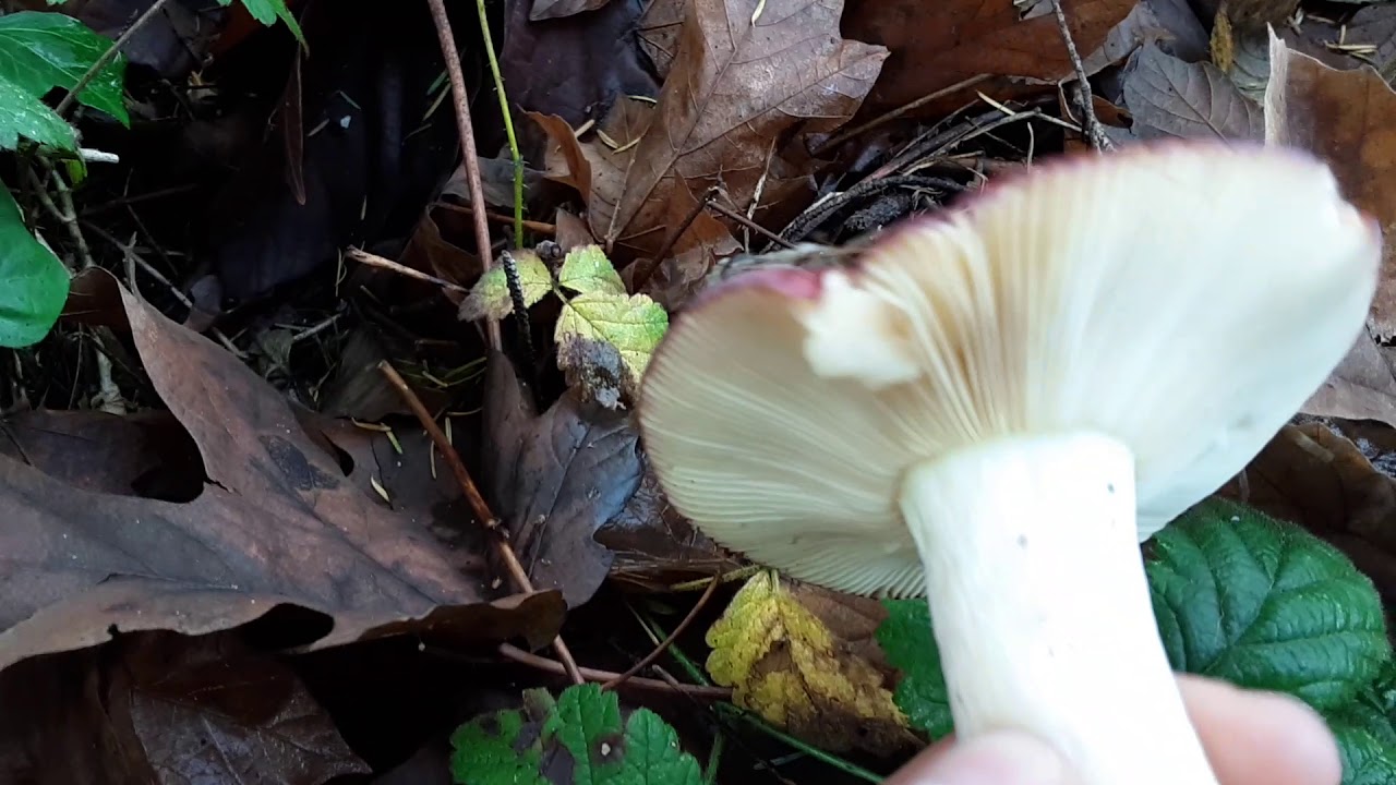 Identify Russula in one easy step!