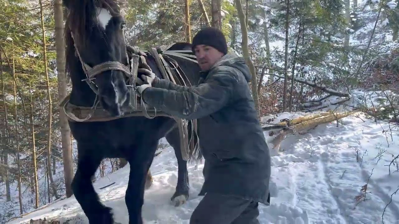 mare Lassie learns to work