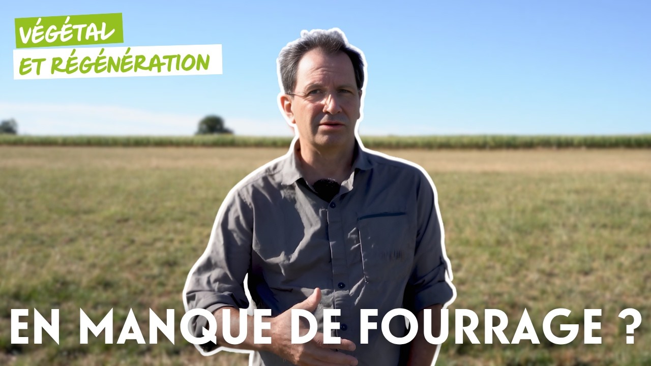 En manque de fourrage ? Des solutions concrètes pour 2025