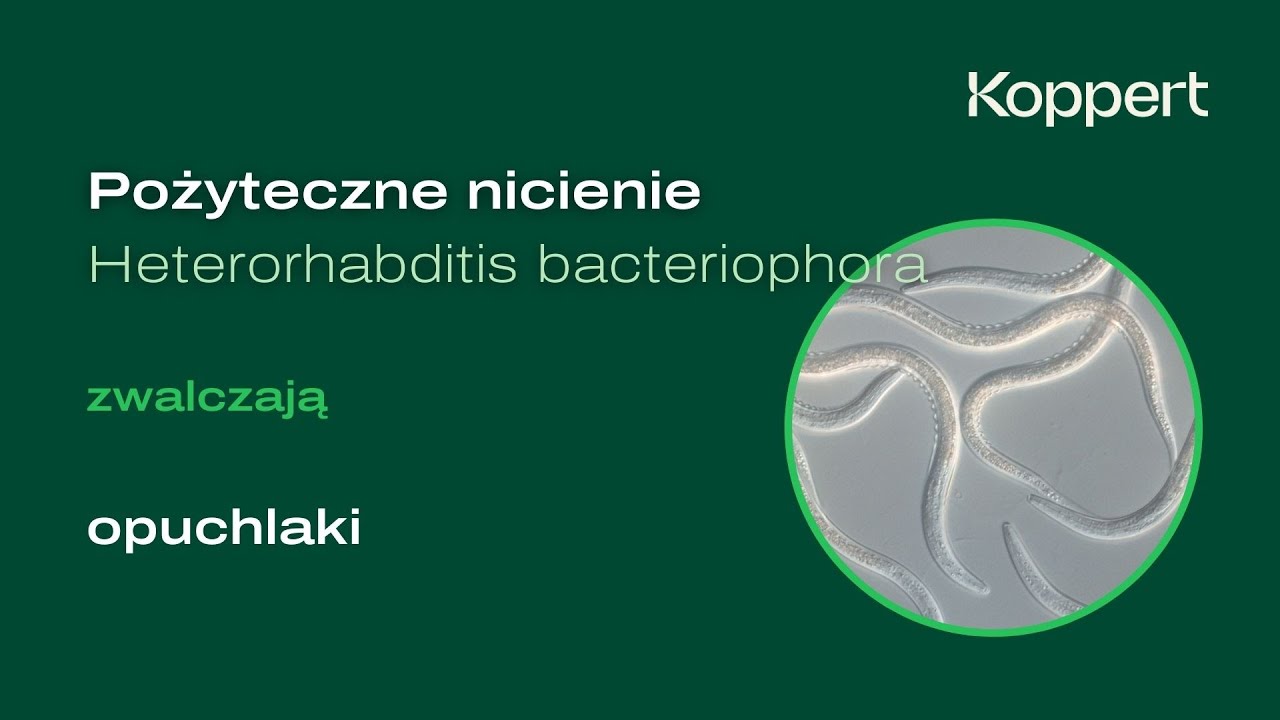 Zwalczanie opuchlak&oacute;w | Pożyteczne nicienie Heterorhabditis bacteriophora | Koppert Polska