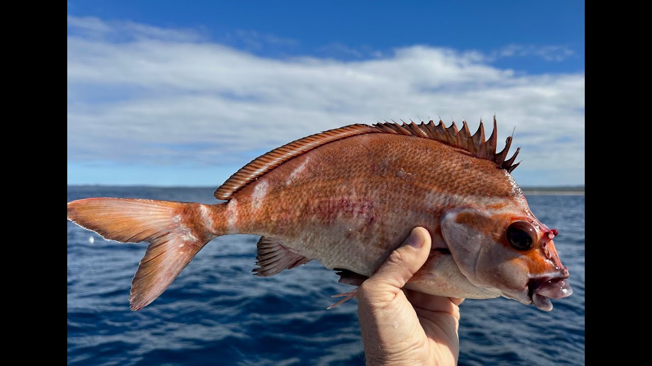 Fishing Bermagui with actual local legends