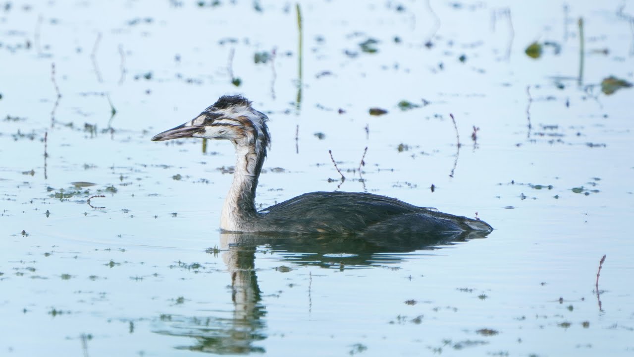 4K Młody perkoz dwuczuby / Juvenile great crested grebe / Podiceps cristatus
