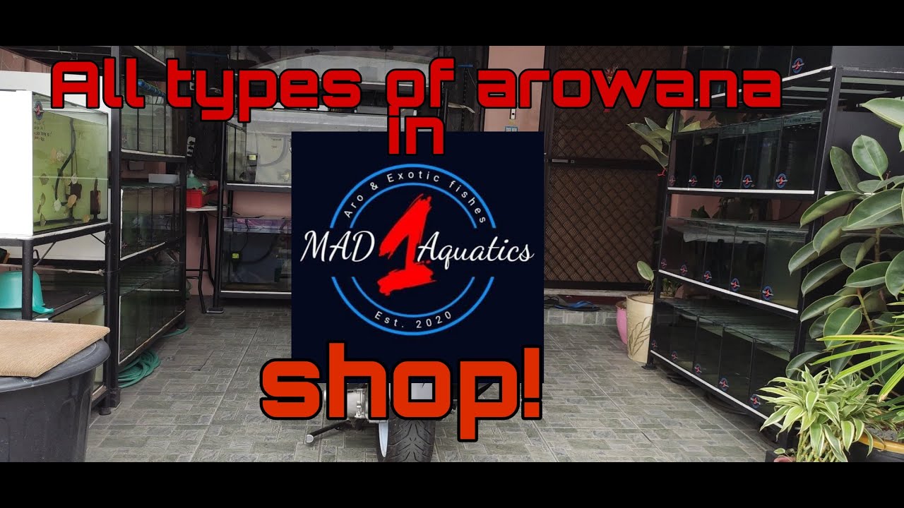 All types of arowana in 1 shop. Plus Levi's first month update!