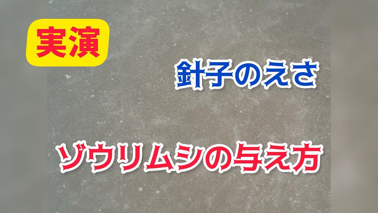 【メダカ】培養したゾウリムシを針子に与える実演です