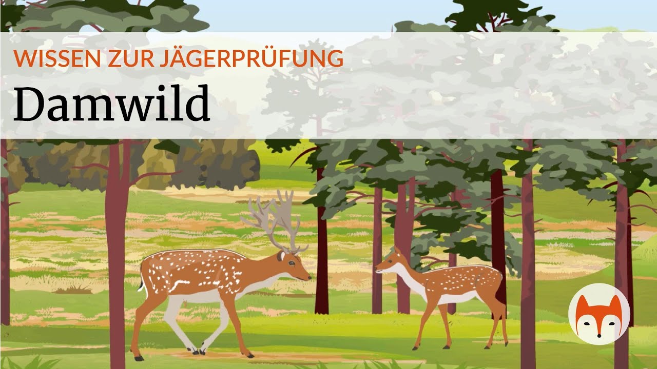 🦌 Damwild erkennen & unterscheiden &ndash; Alles f&uuml;r deine J&auml;gerpr&uuml;fung - Vorschau