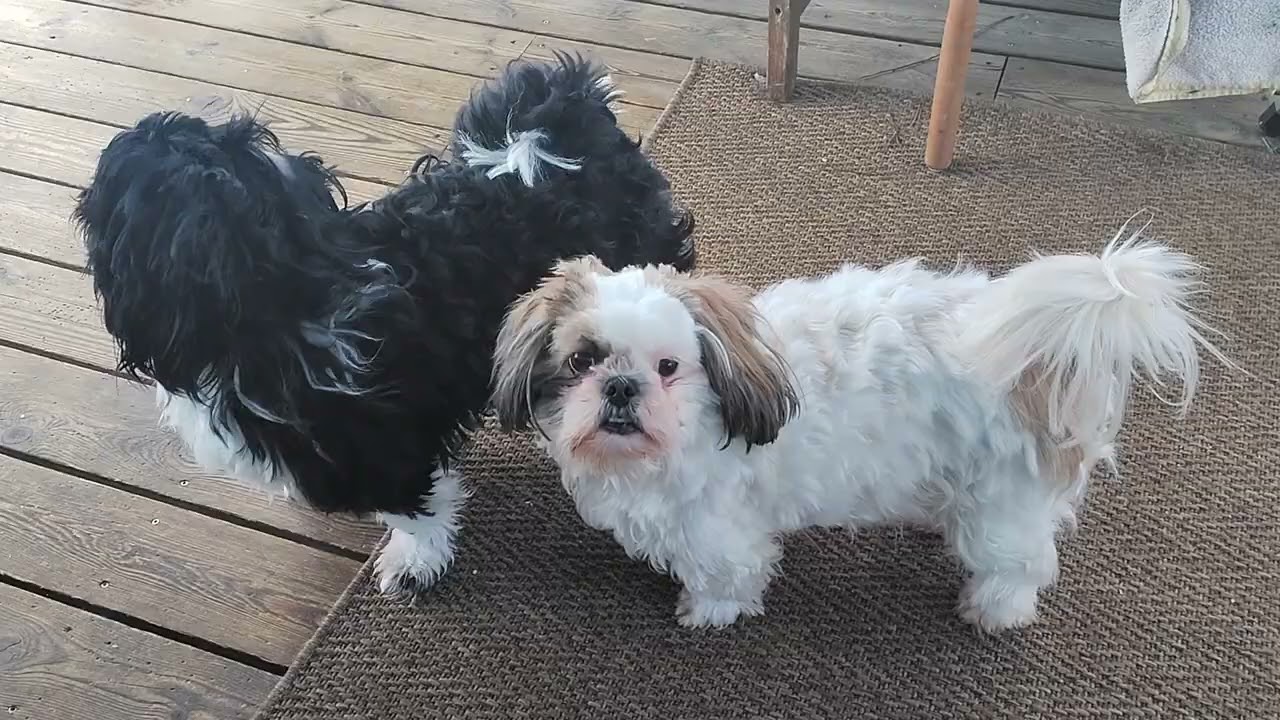 (Shih Tzu Zone) Winter Playtime