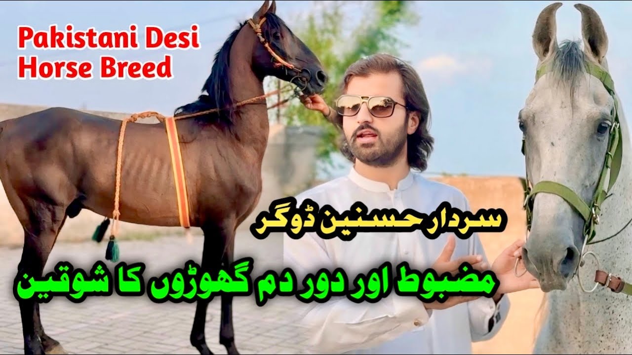 Pakistani Desi Horse Breed | Strong & Rare Horses Loved by Enthusiasts Worldwide