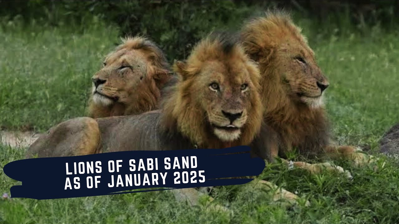 LIONS OF SABI SAND AS OF JANUARY 2025 - EPISODE 22 - KAMBULA - GIJIMA - AVOCA - PLAINS CAMP AND MORE