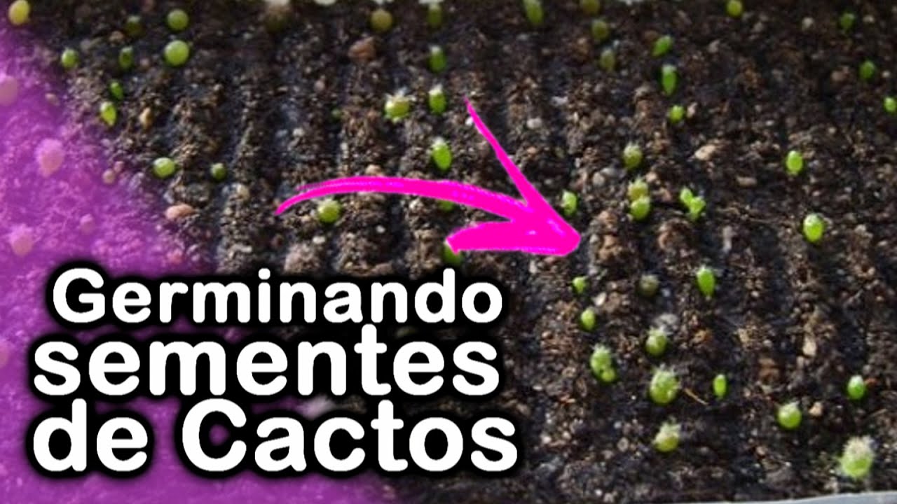 Como fazer uma estufa caseira para cactos?