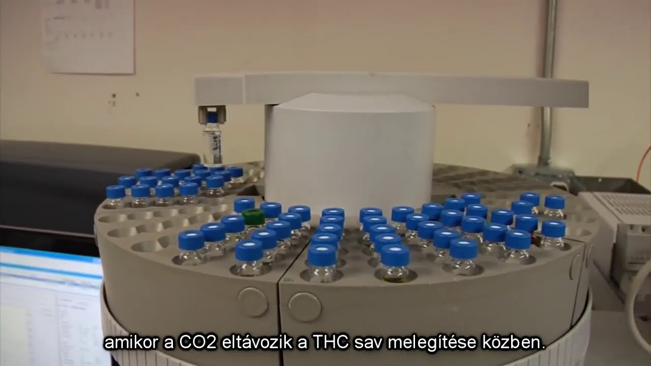 The Werc Shop kannabisz anal&iacute;zis k&ouml;zelebbről