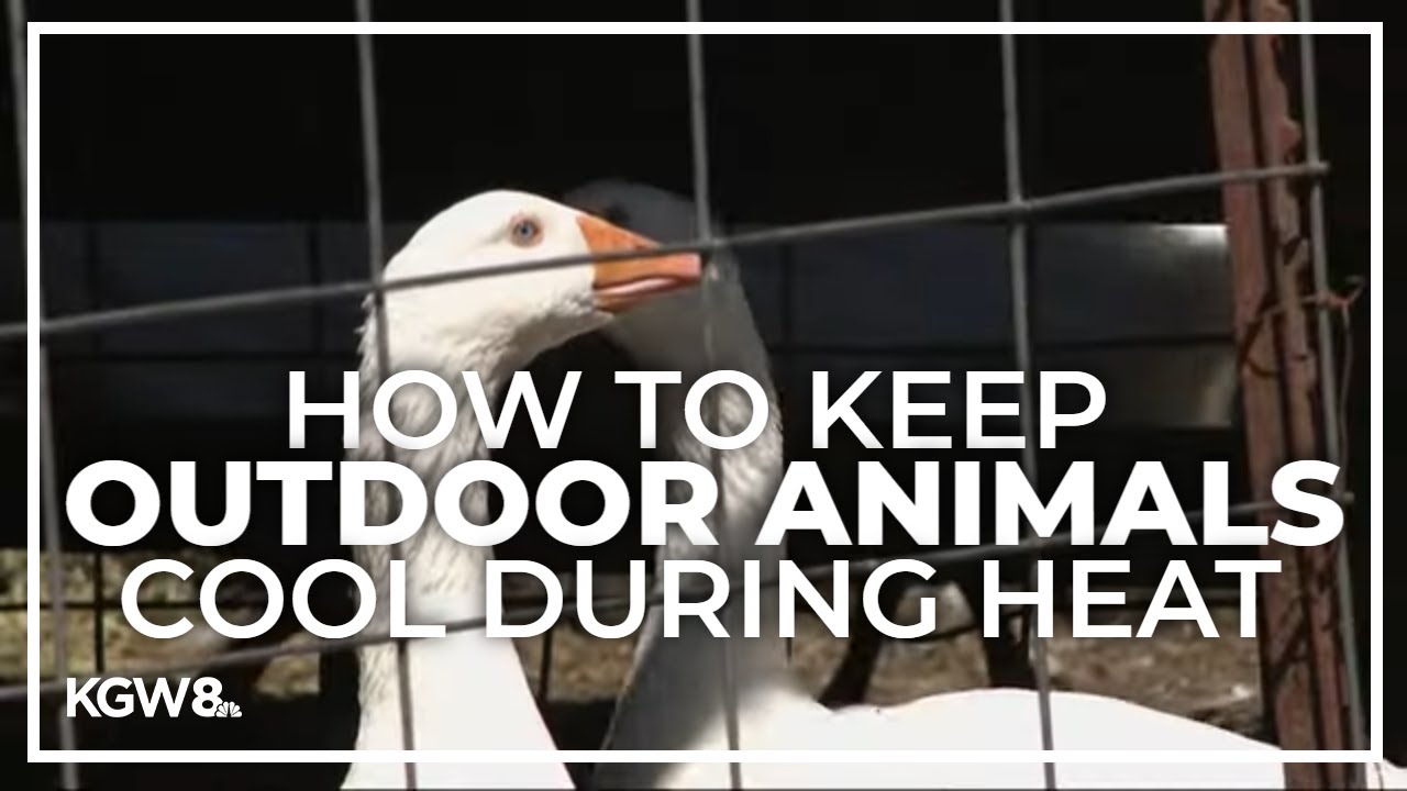 Here are some tips on keeping your outdoor animals cool and healthy amid the heat