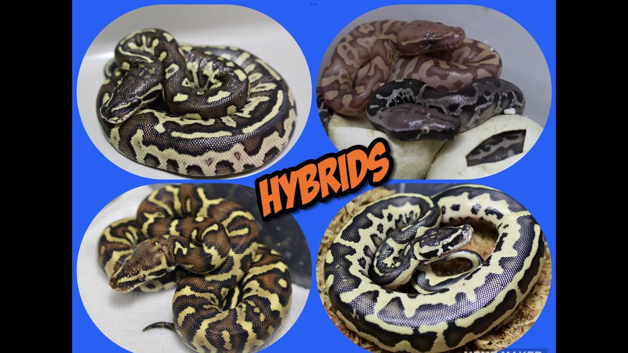 Long Awaited Update On My Python Hybrids!