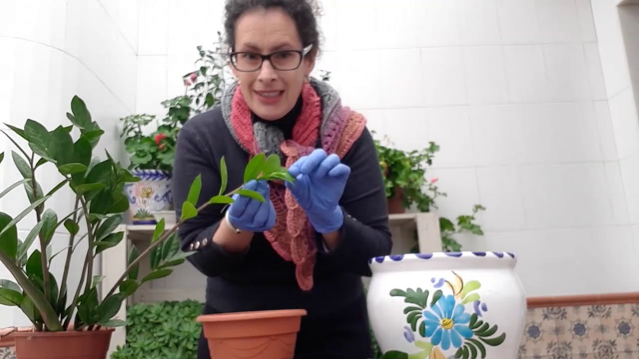 Zamioculcas. Cuidados, curiosidades y trasplante