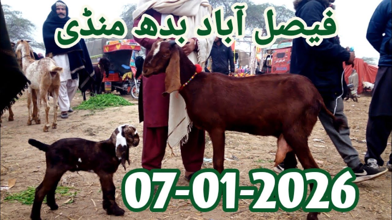 Faisalabad Mandi Latest Updated 07-01-2026