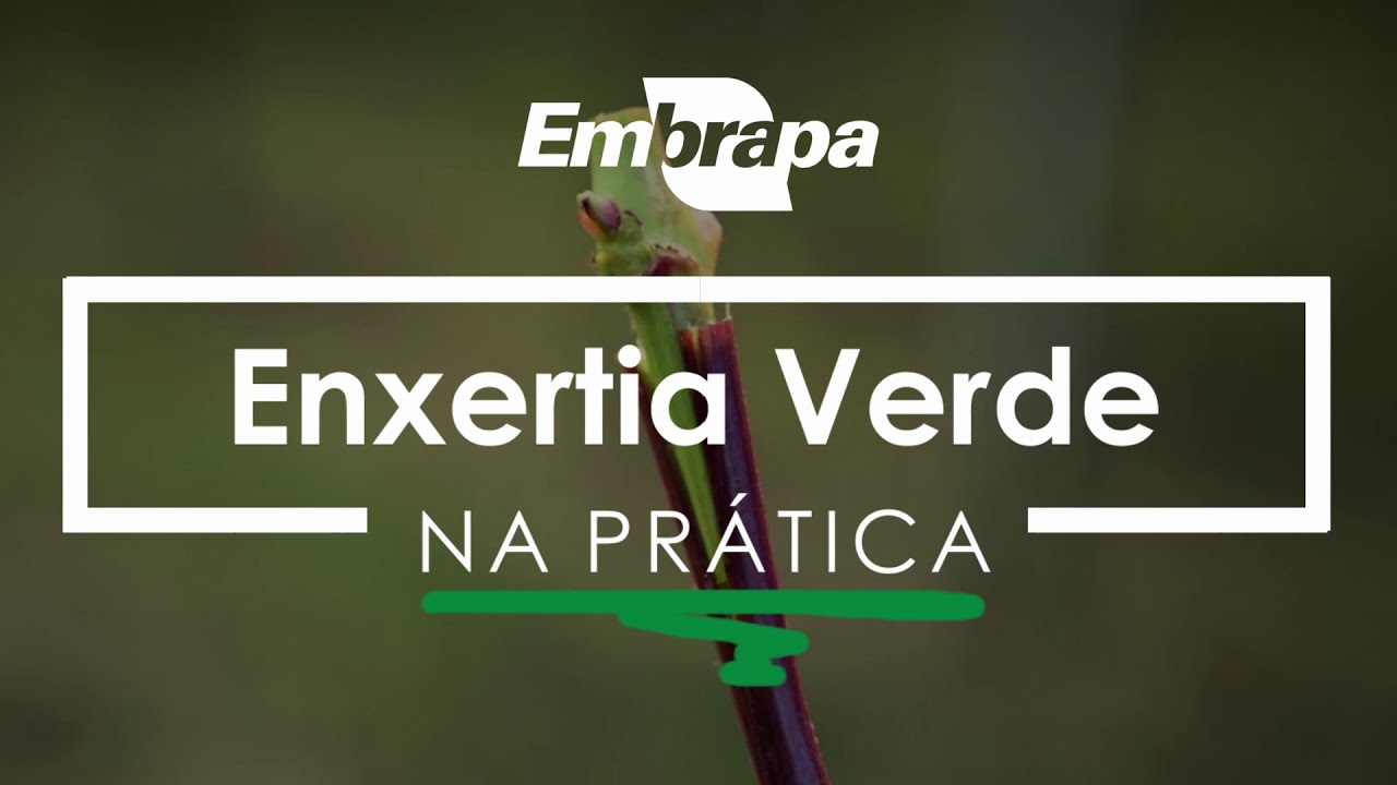 Na Prática - Enxertia Verde da Videira