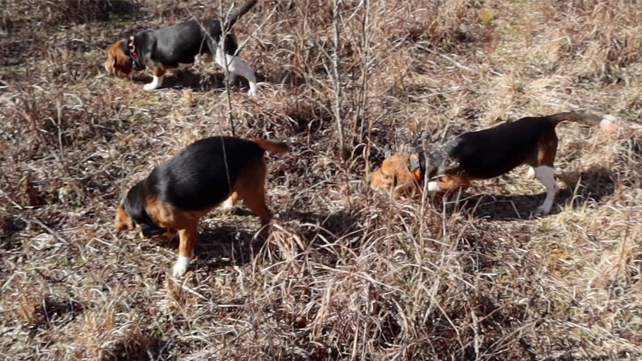 Entrenando Mis Perros Para La Caza De Conejos