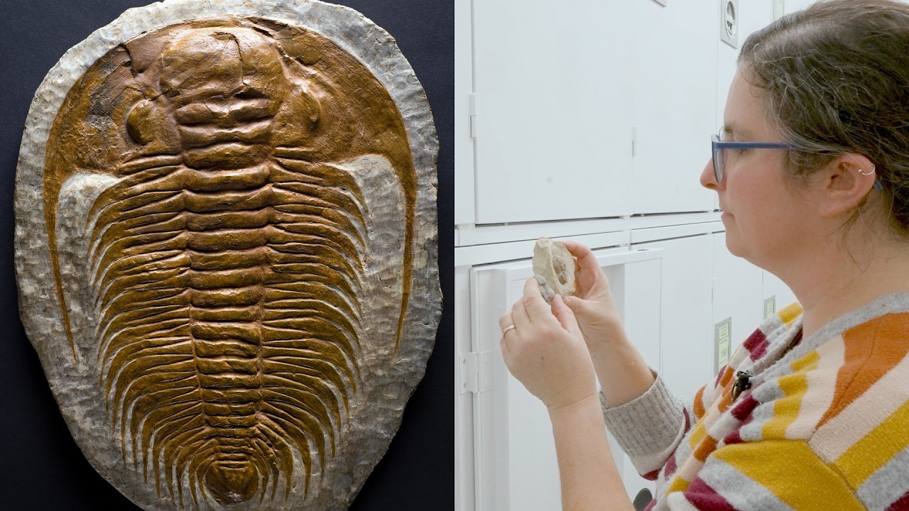The Most Successful Animals You've Never Seen (Spoiler: It's Trilobites)