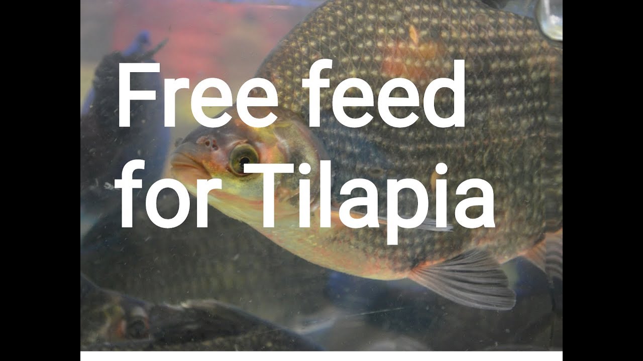 Tilapia farming method by free feed, free feeding system for tilapia