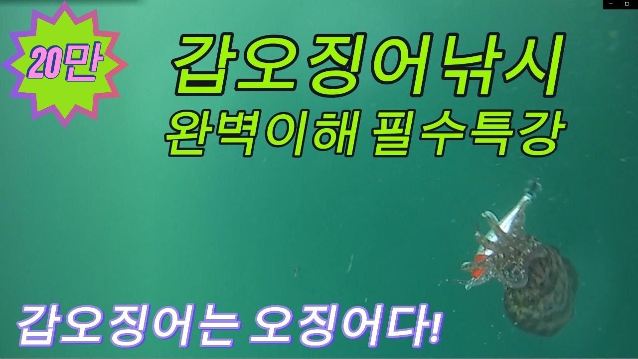 갑오징어낚시 - 원리를 알면 누구나 잘 잡을 수 있습니다