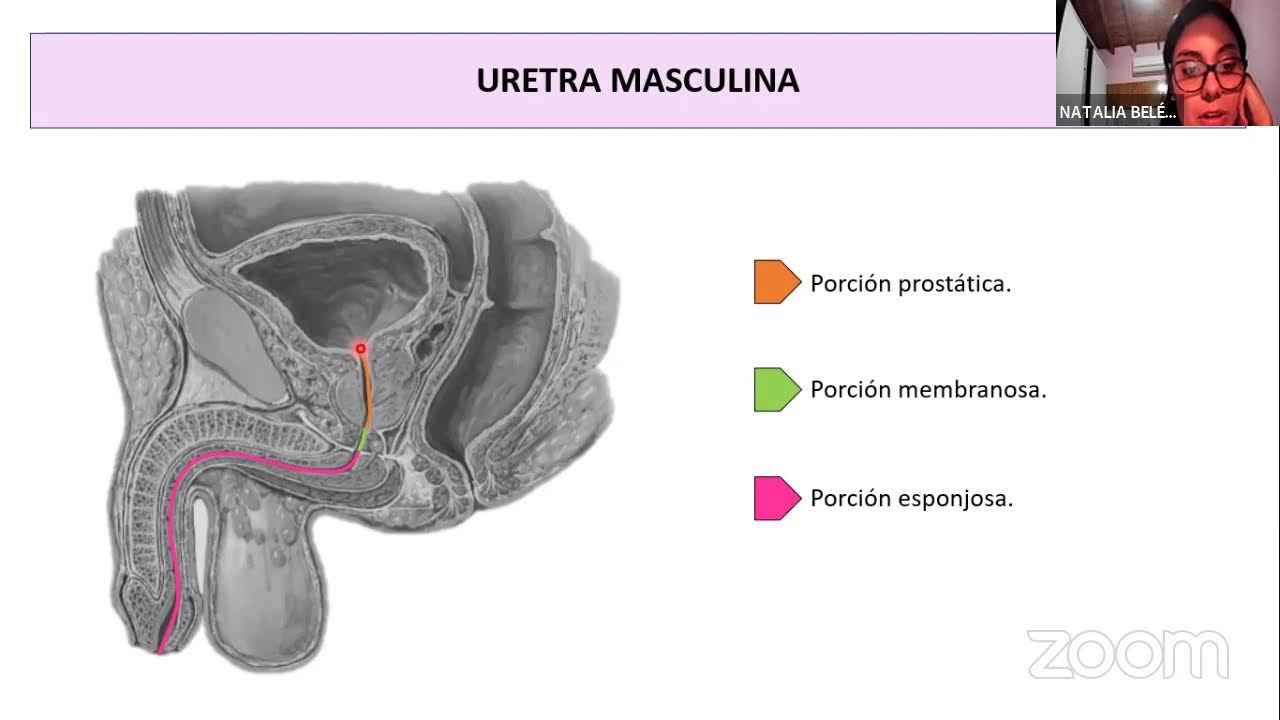PARALELO DE ESPLACNOLOGÍA - PELVIS