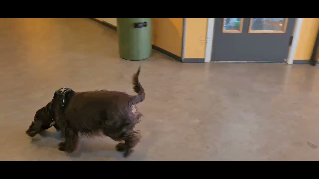 Hippi, 3 funn, stort område, kjent. 