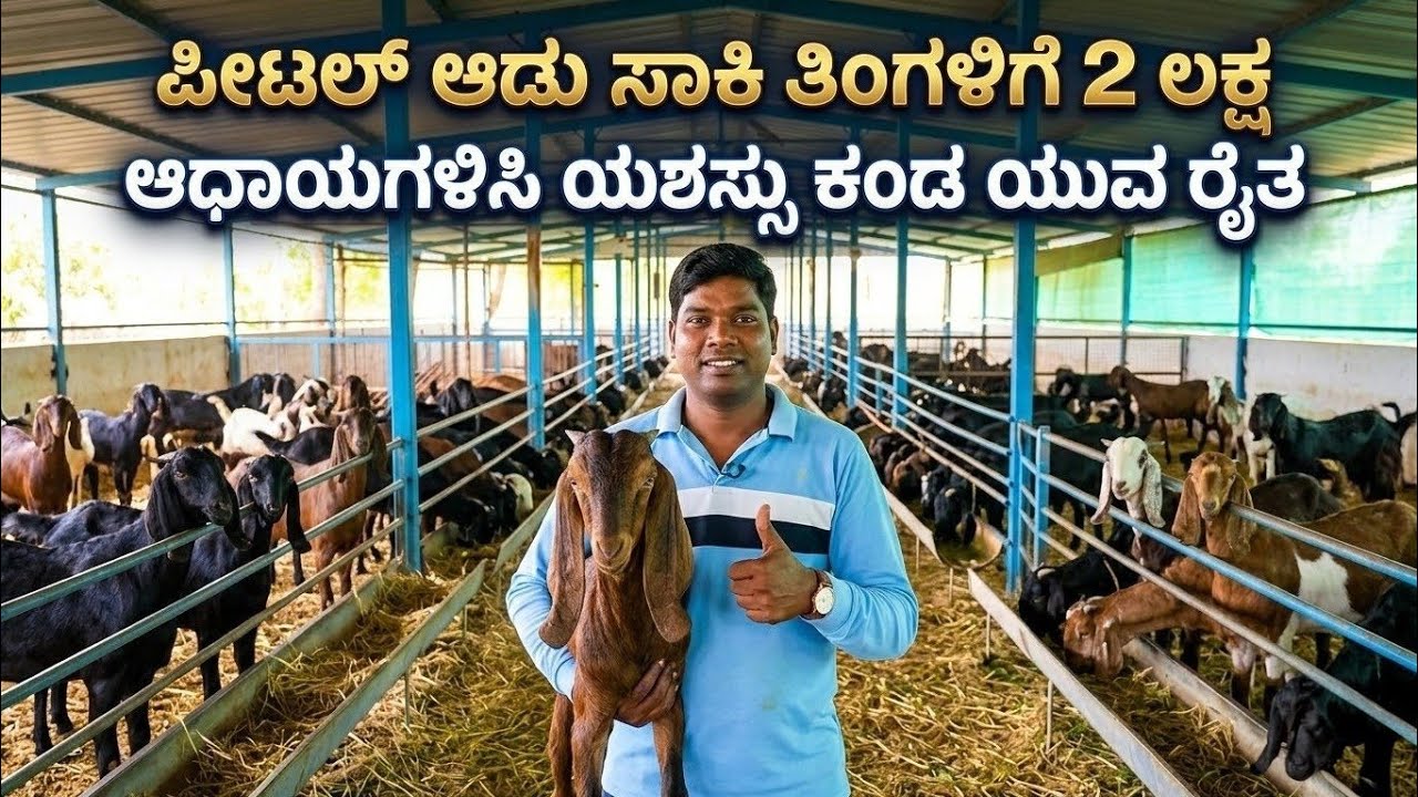 Farmer petal goats..!100/50 ಜಾಗದಲ್ಲಿ ಪೀಟಲ್ ಮೇಕೆ ಸಾಕಿ ತಿಂಗಳಿಗೆ ಲಕ್ಷ ರೂಪಾಯಿ ಆಧಾಯಗಳಿಸುತ್ತೀರುವ ಯುವ ರೈತ.!