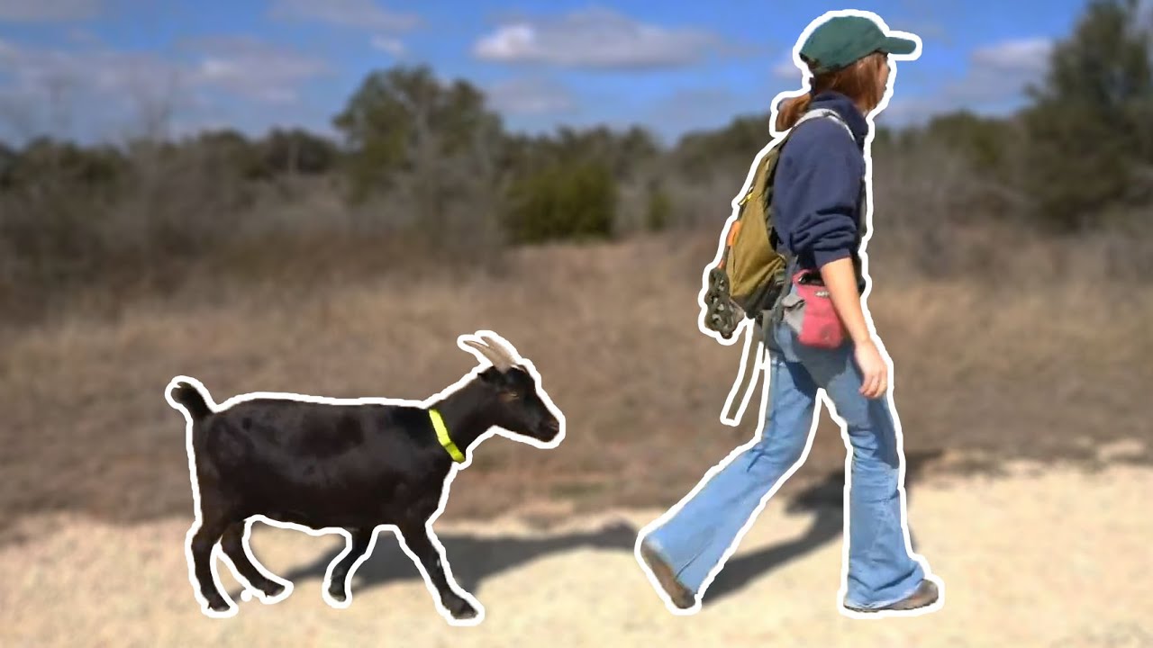 Goat Hike Day! - 2/5/24