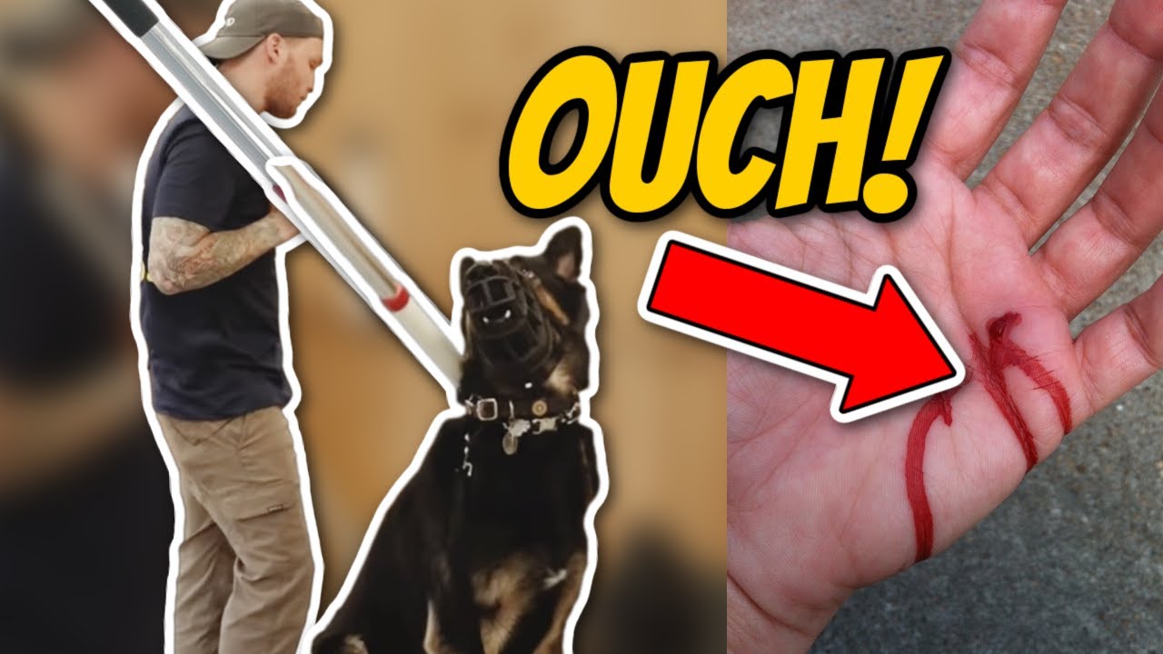 AGGRESSIVE German Shepherd ATTACKS Trainer- Aggressive dog training