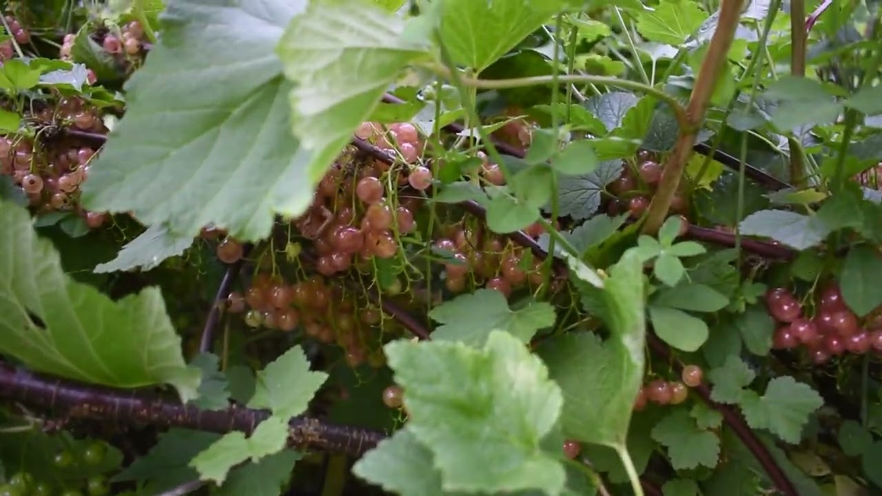 making manure tea, showing part of the herb garden, and harvesting kale seeds
