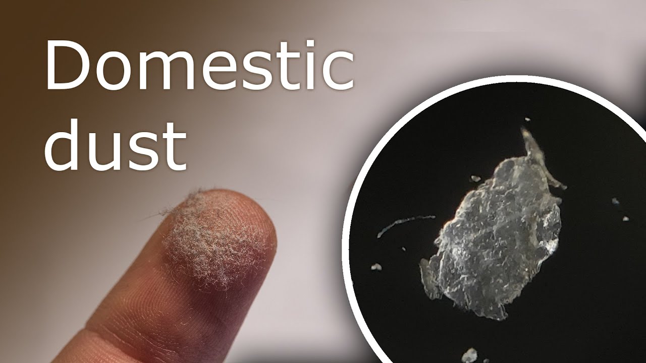 What Is Dust Made Of? House Dust Under a Microscope (100x-1000x)