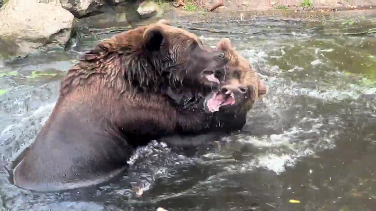 Bears in power &ndash; the calm strength of the wild 🐻💪. Медведи в силе &ndash; спокойная мощь дикой природы&raquo; 🐻💪