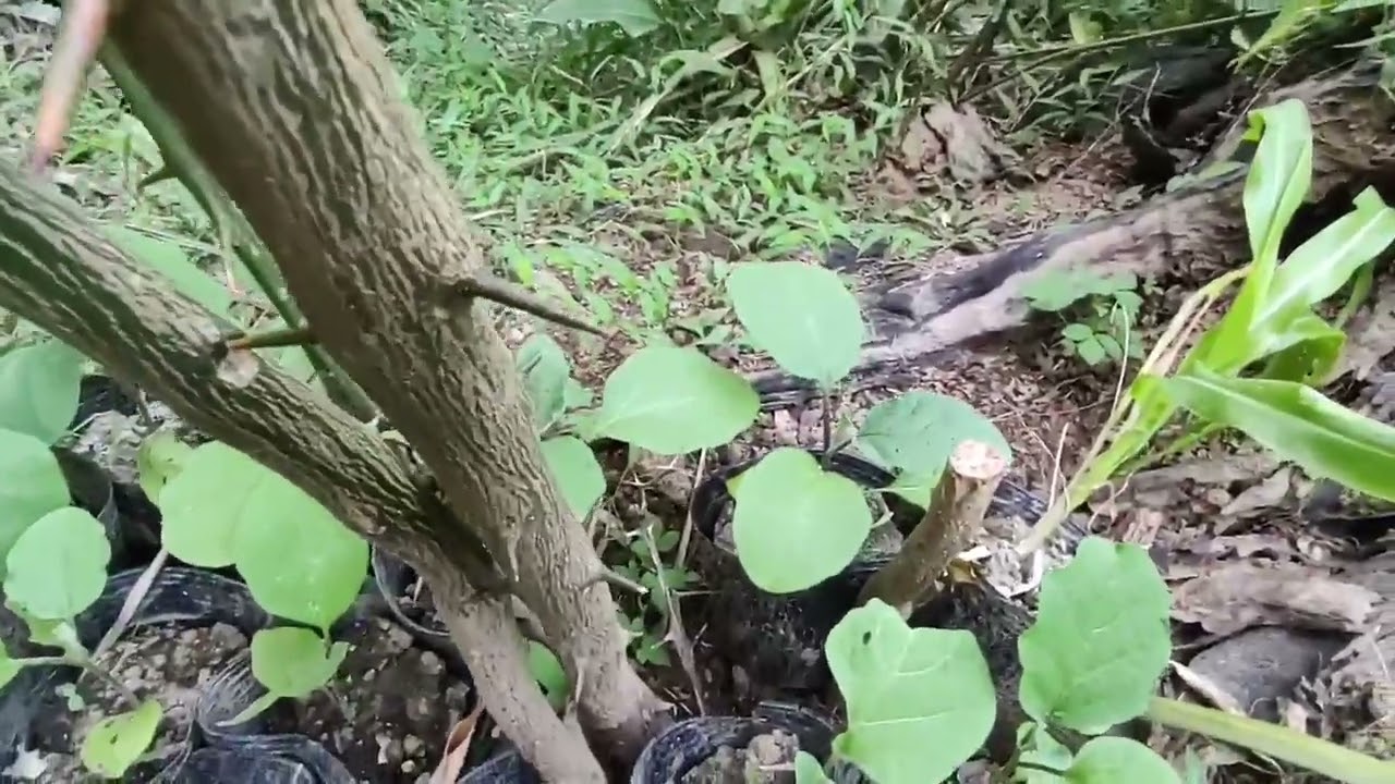 puppies and the garden