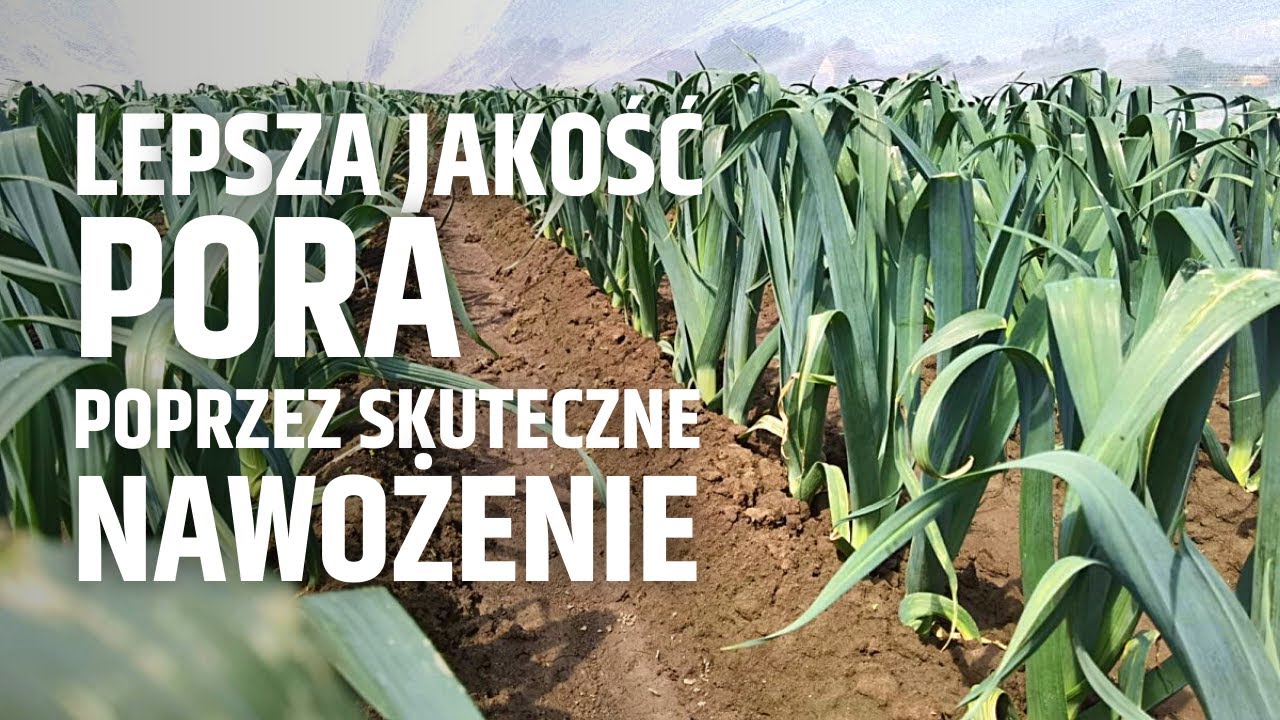 Lepsza jakość pora poprzez skuteczne nawożenie