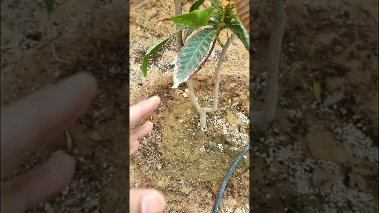 اسباب توقف الاشجار عن النمو وطرق العلاج.