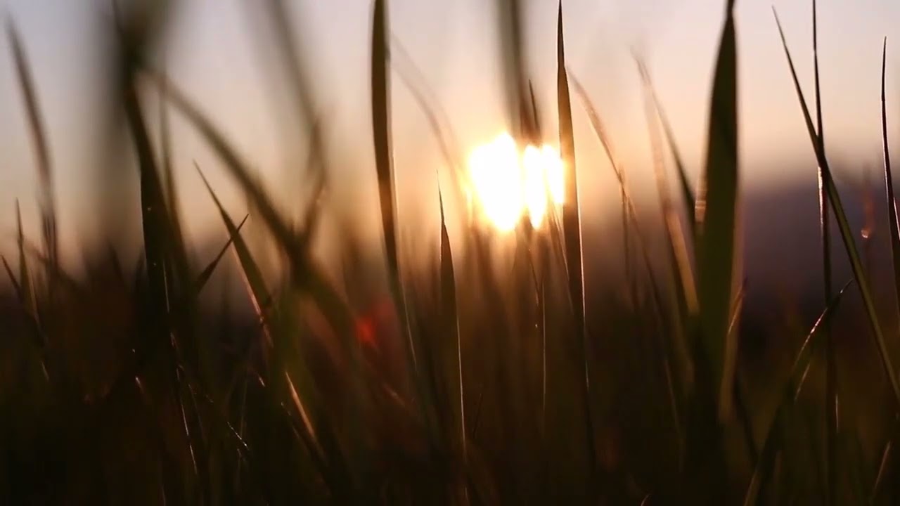 Relaxing Peaceful Music with Nature Sounds : Calming, Bird Song