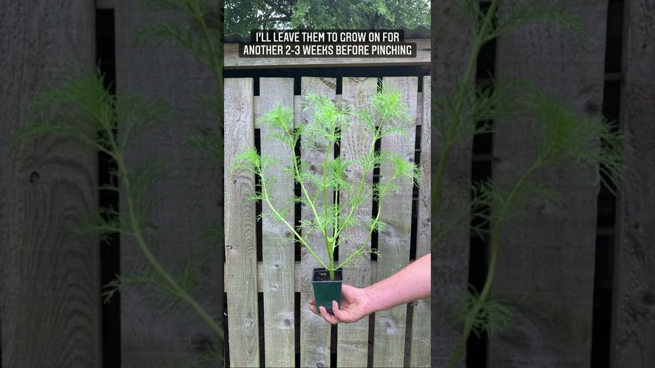 Cosmos update and pinching