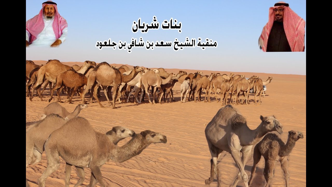 زيارة صاحب السمو الملكي الامير فيصل بن بندر بن عبدالعزيز واخوانه الى مقر ابل الشيخ سعد بن جلعود